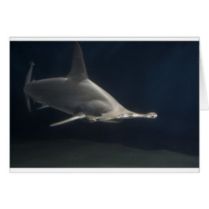 Hammerheadhaj Hälsningskort