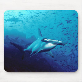Hammerheadhaj Musmatta