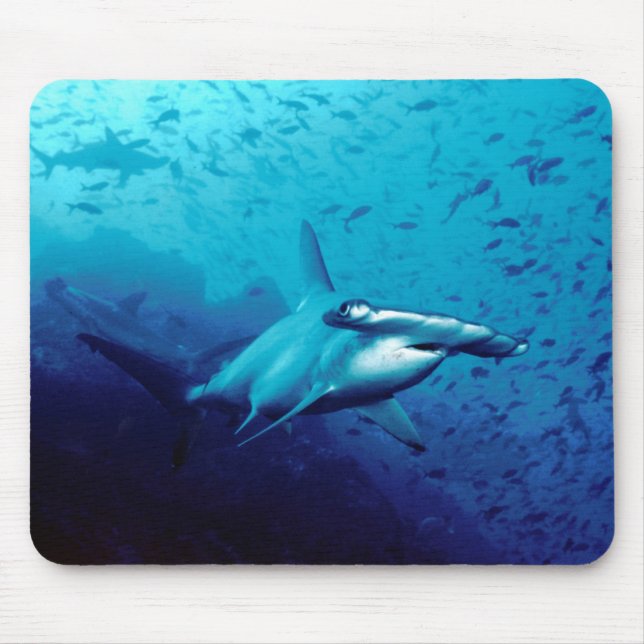 Hammerheadhaj Musmatta (Framsidan)