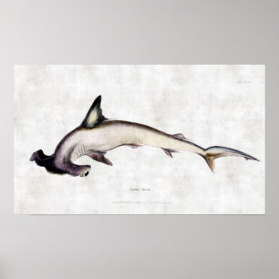 Hammerheadhaj Poster