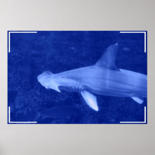 Hammerheadhajaffisch Poster