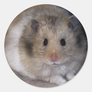 Hammie klistermärke