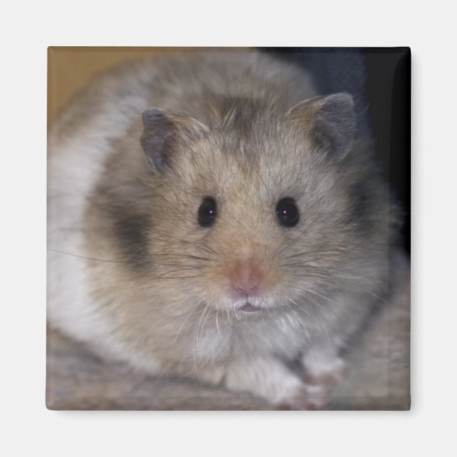 Hammie Magnet (Framsidan)