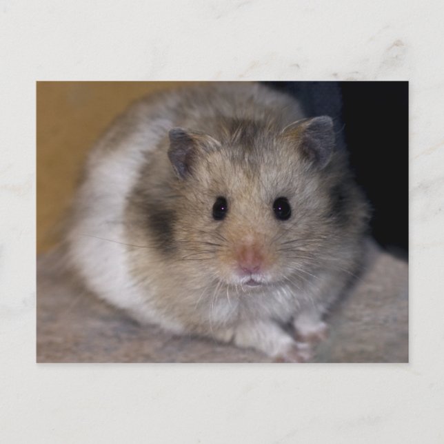 Hammie Postcard Vykort (Framsida)
