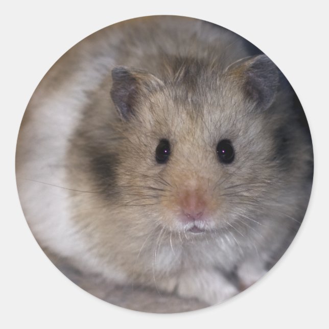 Hammie Sticker Runt Klistermärke (Framsida)