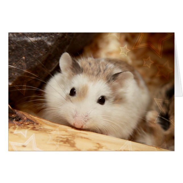 Hammyville - Cute Hamster Hälsningskort (Framsidan Horizontal)