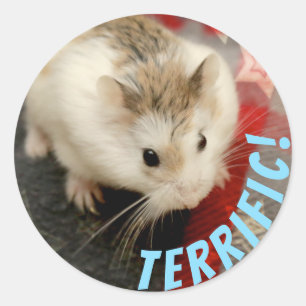 Hammyville - Cute Hamster Terrific Runt Klistermärke