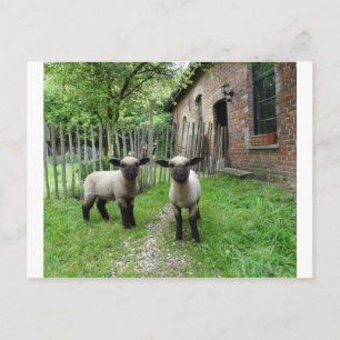 Hampshire Down lambs vykort