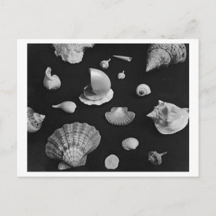 Hampton "Seashells" POSTCARD Vykort