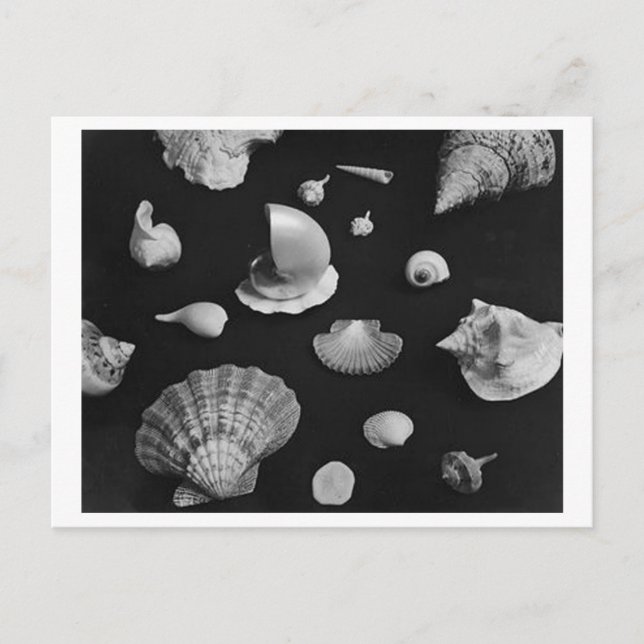 Hampton "Seashells" POSTCARD Vykort (Framsida)