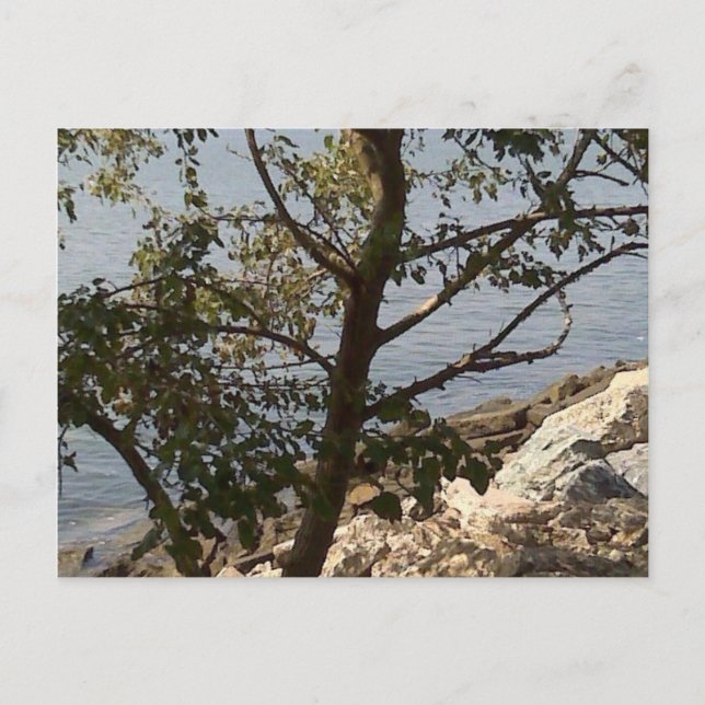 Hampton VA-chesapeakefjärd beskådar Vykort (Framsida)