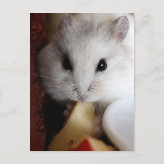 Hamsteer Postcard Vykort (Framsida)