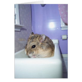 Hamster Bath OBS Kort