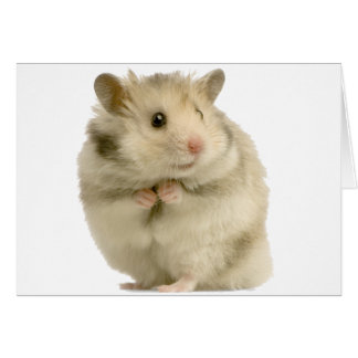 Hamster Hälsningskort