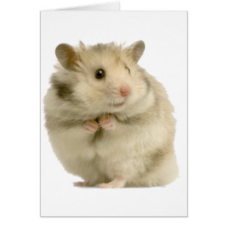 Hamster Hälsningskort