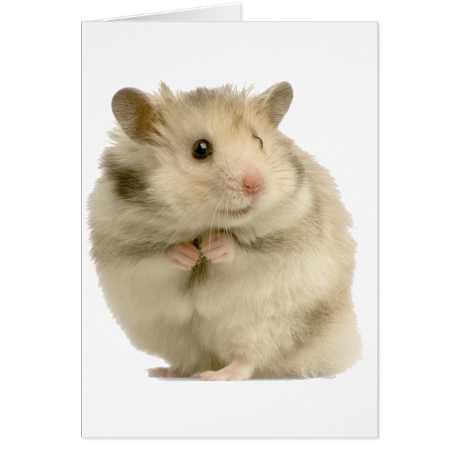 Hamster Hälsningskort (Framsidan)