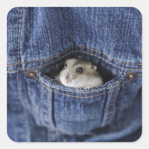 Hamster i fickan fyrkantigt klistermärke
