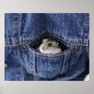 Hamster i fickan poster