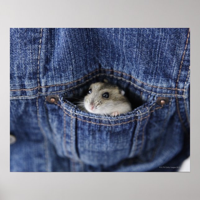Hamster i fickan poster (Framsidan)