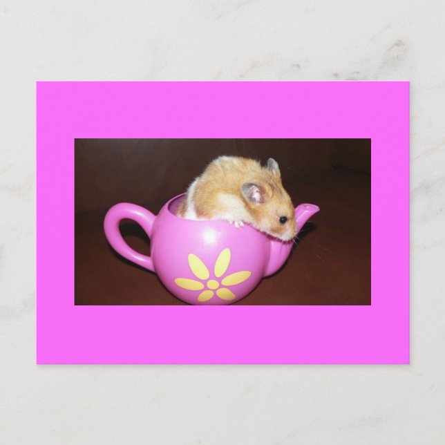 Hamster i Tea Pot Photo Postcard Vykort (Framsida)