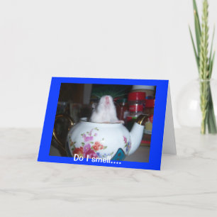 Hamster i Tekanna Kort