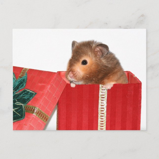 Hamster julklapp helg vykort (Framsida)