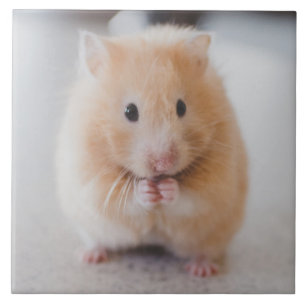 hamster kakelplatta