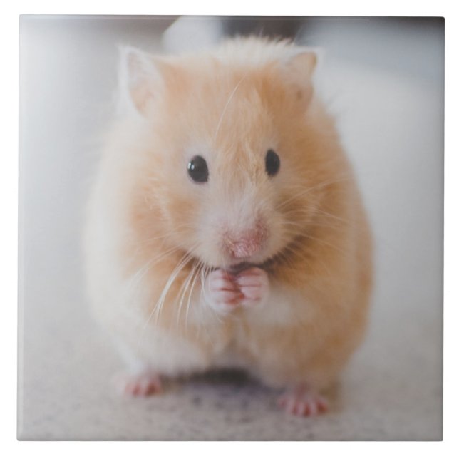 hamster kakelplatta (Framsidan)