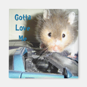 Hamster Kärlek Magnet