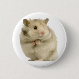 Hamster Knapp