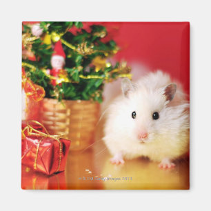 Hamster Kokolinka med julgranen Magnet