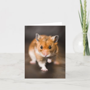 Hamster Kort