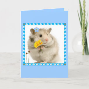 hamster kort