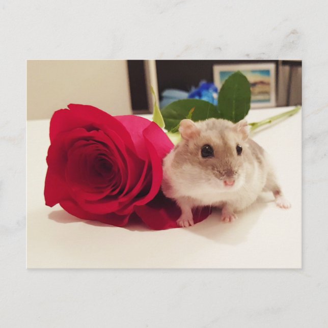 Hamster med Ro Vykort (Framsida)