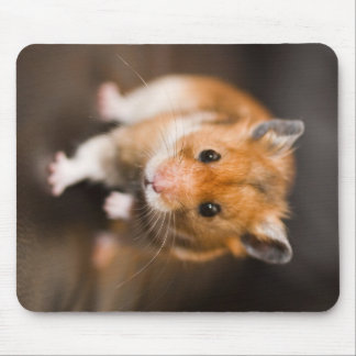Hamster Musmatta