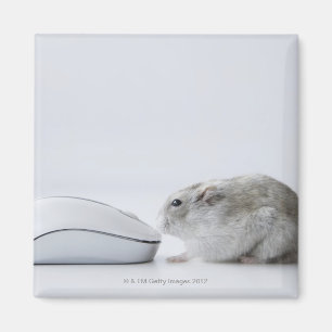 Hamster- och datormus magnet