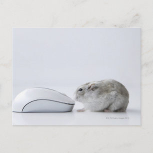 Hamster- och datormus vykort