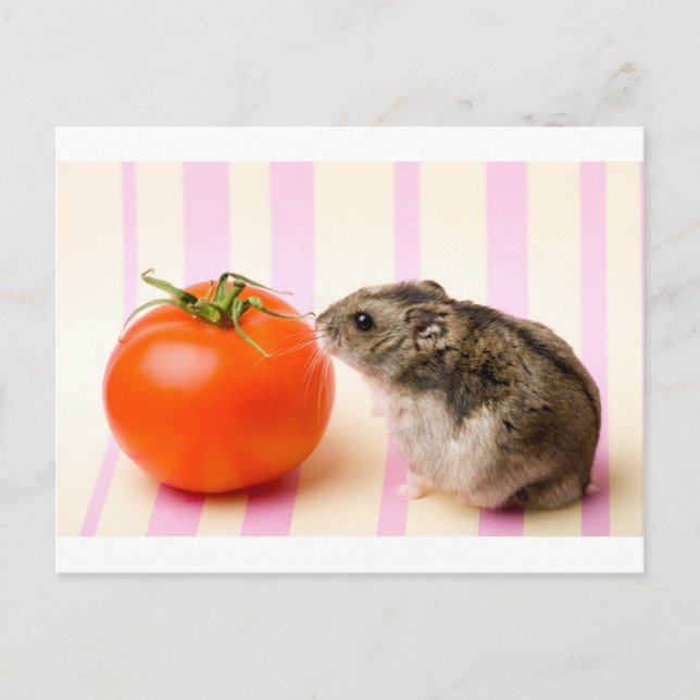 Hamster och tomat vykort (Framsida)