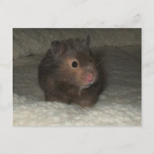 Hamster Postcard Vykort