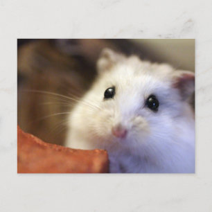 Hamster Postcard Vykort