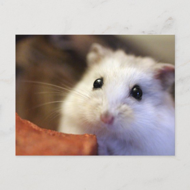 Hamster Postcard Vykort (Framsida)