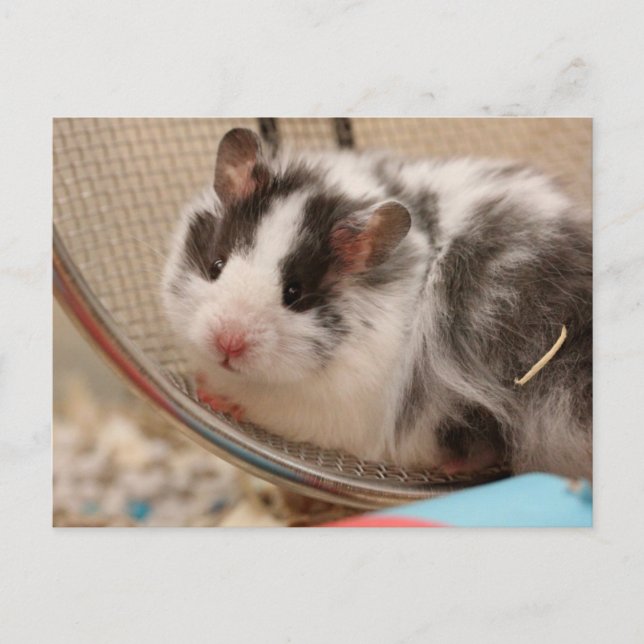 Hamster Postcard Vykort (Framsida)