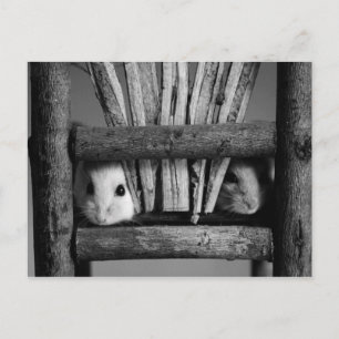 Hamster Postcard Vykort