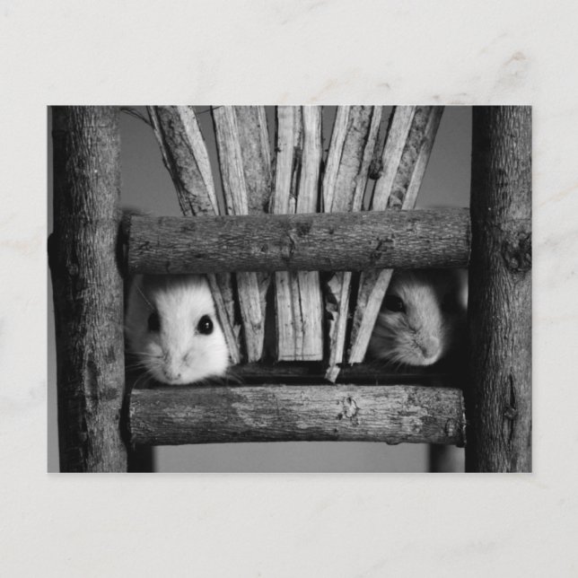Hamster Postcard Vykort (Framsida)