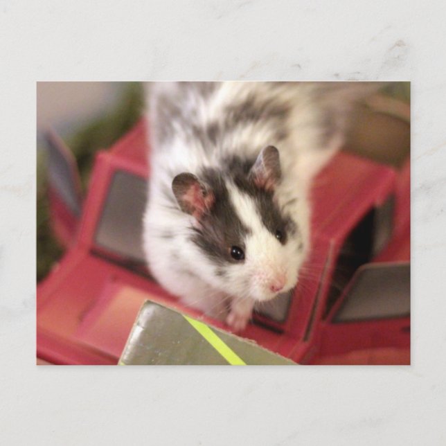 Hamster Postcard Vykort (Framsida)
