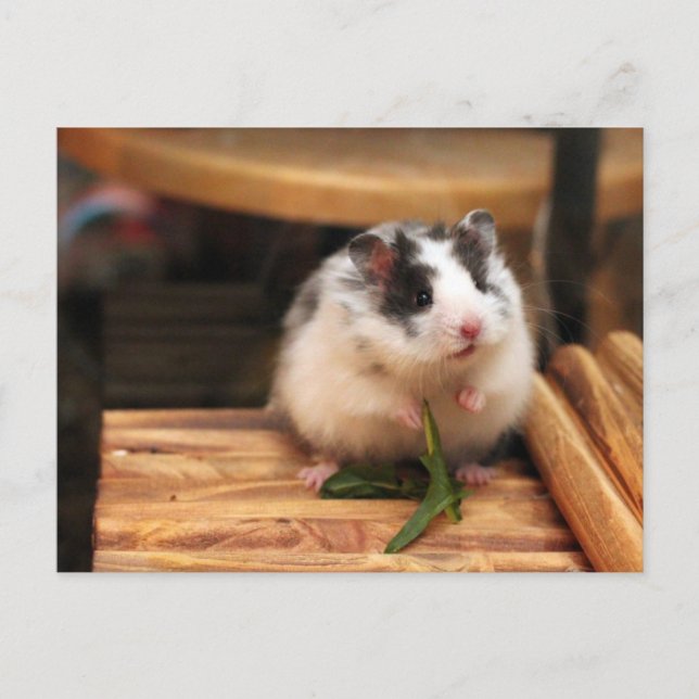Hamster Postcard Vykort (Framsida)