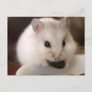 Hamster Postcard Vykort