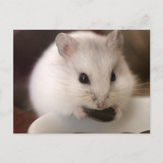 Hamster Postcard Vykort (Framsida)