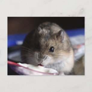 Hamster Postcard Vykort