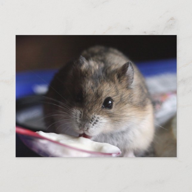 Hamster Postcard Vykort (Framsida)